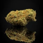 Tropical Kush