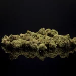 Mini Buds Lemon Haze CBC