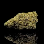 AK 47 - fond noir studio, boutique Nature Lab