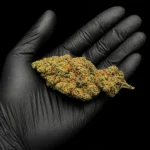 Fleur CBC Amnesia Haze - bud entier tenu dans une main gantée, photo studio fond noir