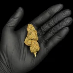 Fleur CBC Blueberry Magic - bud entier tenu dans une main gantée, photo studio fond noir