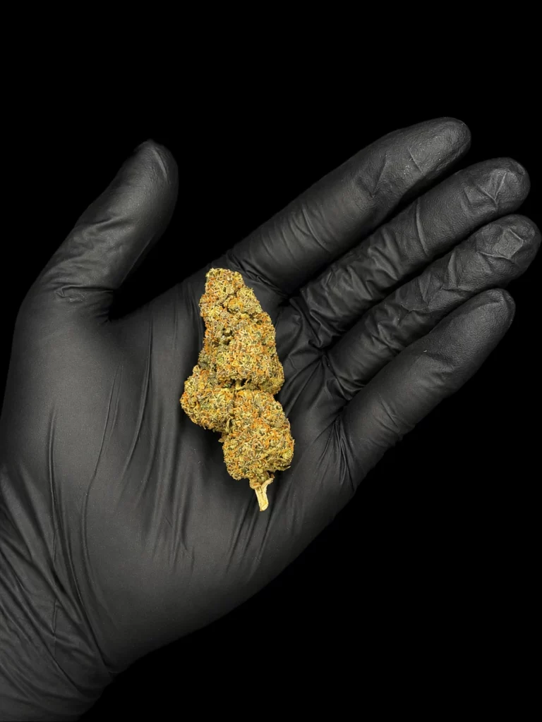 Fleur CBC Blueberry Magic - bud entier tenu dans une main gantée, photo studio fond noir