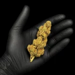 Fleur CBC Cali Runtz - bud entier tenu dans une main gantée, photo studio fond noir