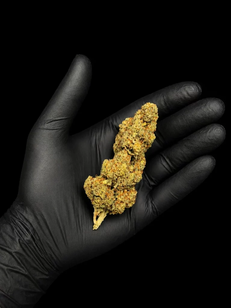 Fleur CBC Cali Runtz - bud entier tenu dans une main gantée, photo studio fond noir