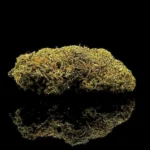 Critical+