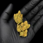 Fleur CBC Lemon Haze - bud entier tenu dans une main gantée, photo studio fond noir