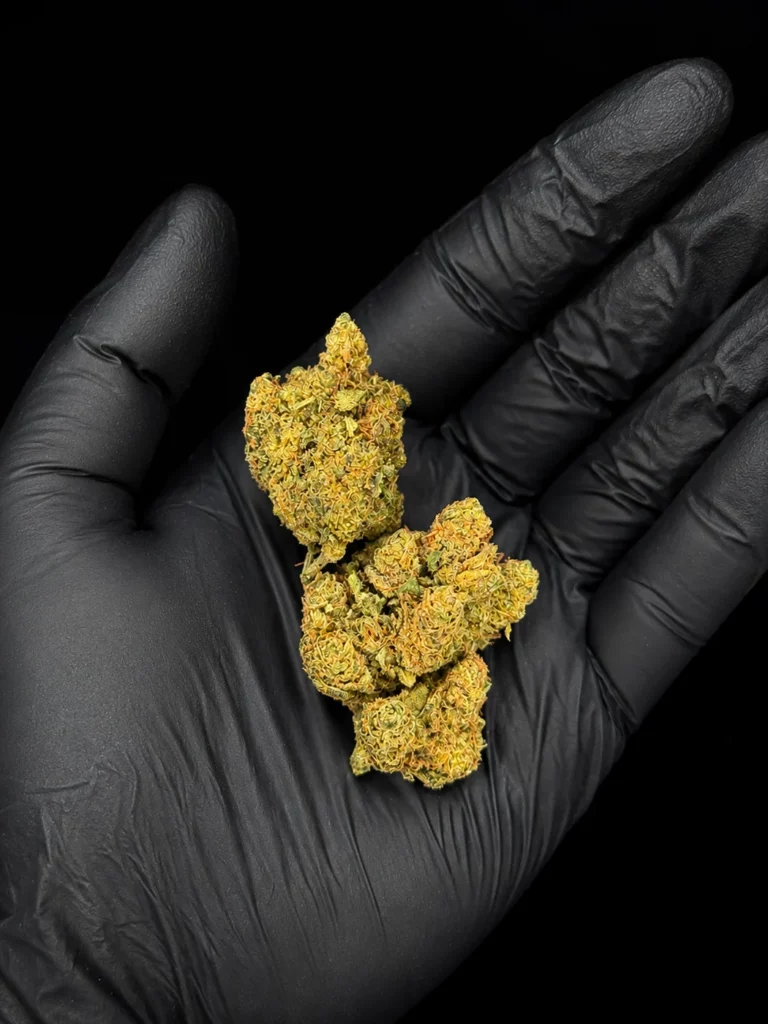 Fleur CBC Lemon Haze - bud entier tenu dans une main gantée, photo studio fond noir