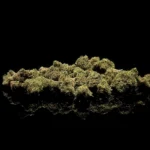 Mini Buds CBC
