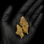 Fleur CBC NYC Diesel - bud entier tenu dans une main gantée, photo studio fond noir