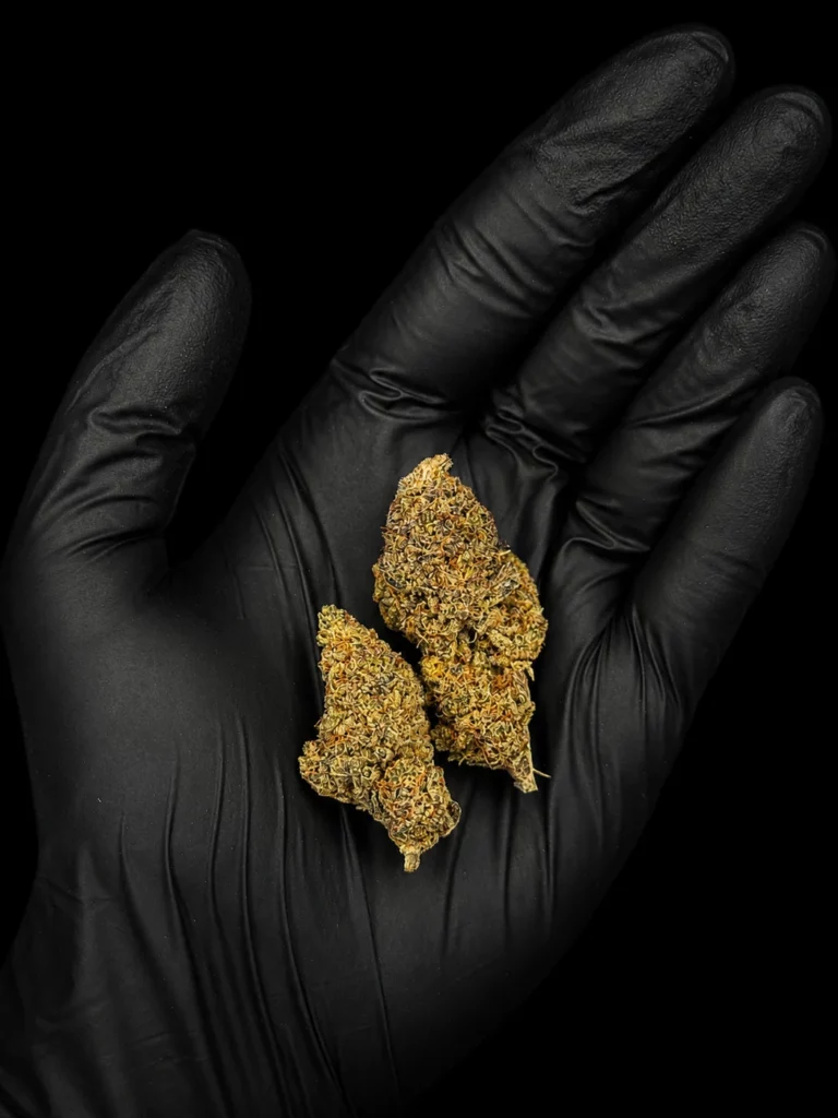 Fleur CBC NYC Diesel - bud entier tenu dans une main gantée, photo studio fond noir