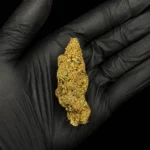 Fleur CBD AK 47 - buds tenus dans une main gantée, photo studio fond noir