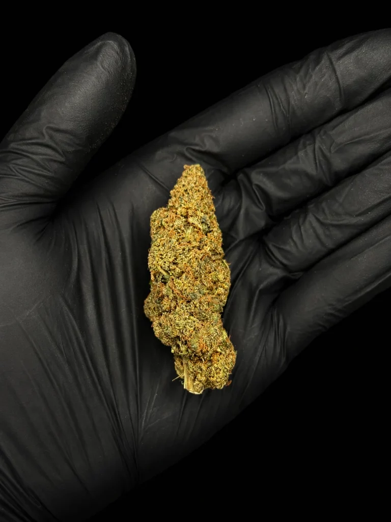 Fleur CBD AK 47 - buds tenus dans une main gantée, photo studio fond noir
