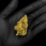 Fleur CBD Amnesia Haze - buds tenus dans une main gantée, photo studio fond noir