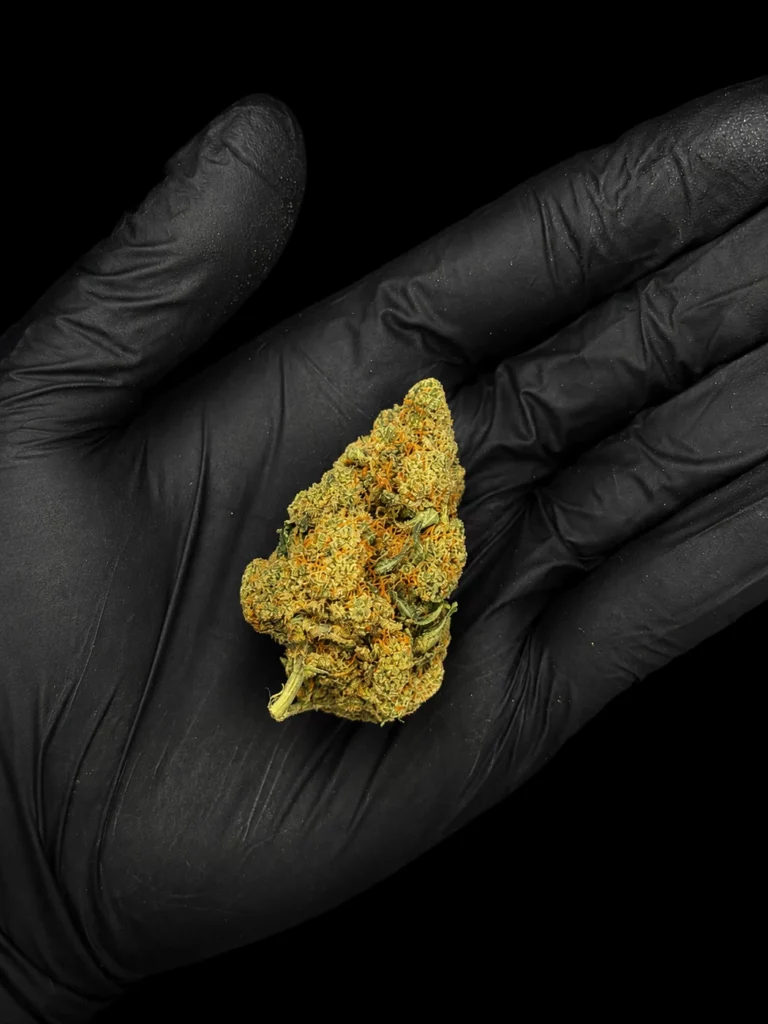 Fleur CBD Amnesia Haze - buds tenus dans une main gantée, photo studio fond noir