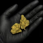Fleur CBD Cali Sunset - buds tenus dans une main gantée, photo studio fond noir