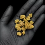 Fleur CBD Mini Buds - buds tenus dans une main gantée, photo studio fond noir