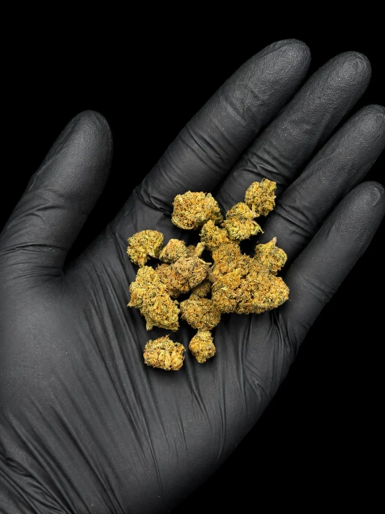 Fleur CBD Mini Buds - buds tenus dans une main gantée, photo studio fond noir