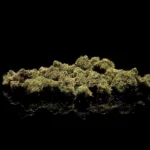 Mini Buds - fond noir studio, boutique Nature Lab