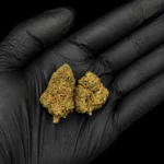 Fleur CBD Royal Gorilla - buds tenus dans une main gantée, photo studio fond noir
