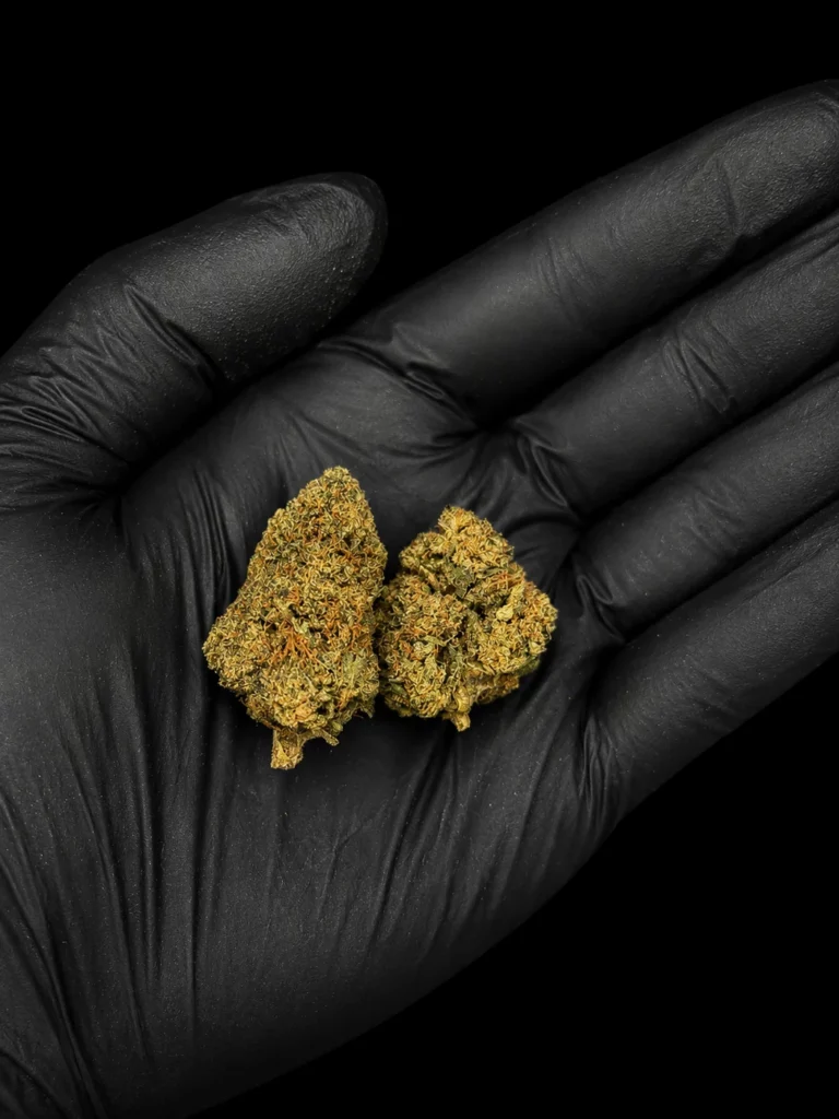 Fleur CBD Royal Gorilla - buds tenus dans une main gantée, photo studio fond noir