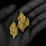 Fleur CBD Wedding Cake - buds tenus dans une main gantée, photo studio fond noir