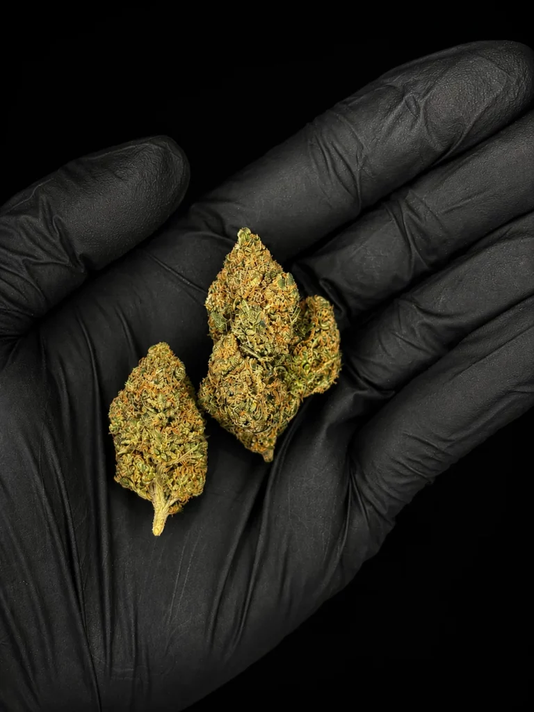 Fleur CBD Wedding Cake - buds tenus dans une main gantée, photo studio fond noir