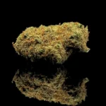 Tropical Kush