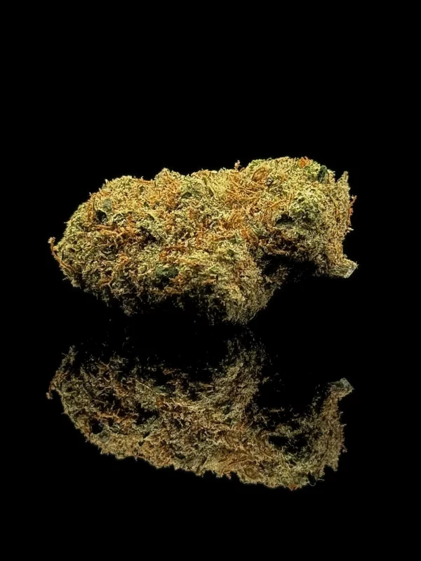 Tropical Kush - fond noir studio, boutique Nature Lab