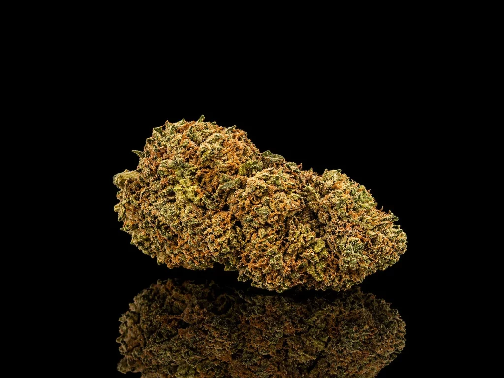 Fleur CBC Orange Bud : tête indoor compacte aux pistils orange vif, sur fond noir