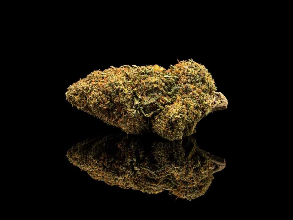 Fleur CBC Pink Panther : tête allongée vert clair aux pistils orangés, sur fond noir