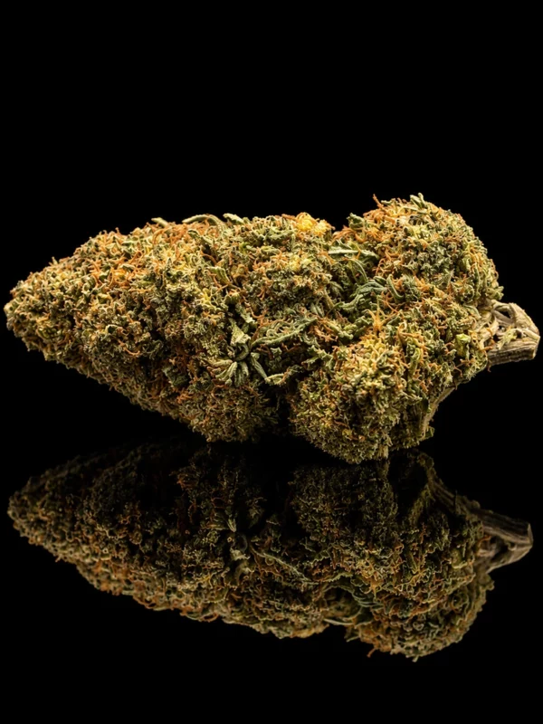 Fleur CBC Pink Panther : tête allongée vert clair aux pistils orangés, sur fond noir