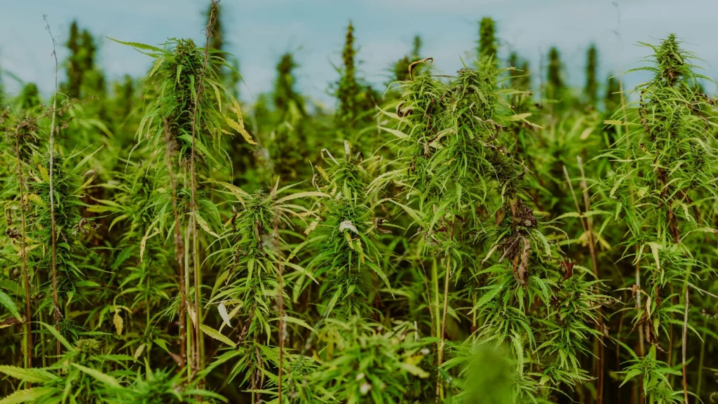 Champ de chanvre en fleurs : la plante entière, avec l'ensemble de ses cannabinoïdes et terpènes