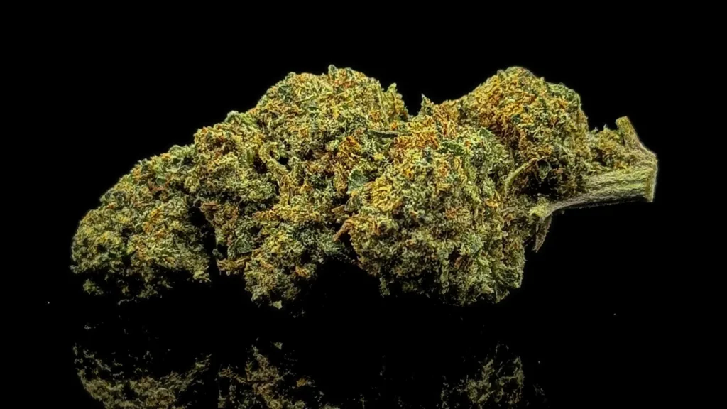 Fleur CBC Blueberry Magic sur fond noir, enrichie en cannabinoïdes concentrés à spectre complet
