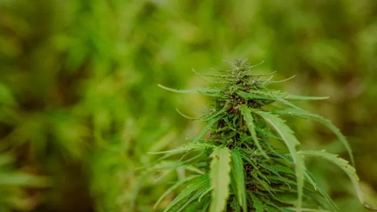 Effet d&rsquo;entourage : définition, origine et intérêt d&rsquo;associer CBD et CBC