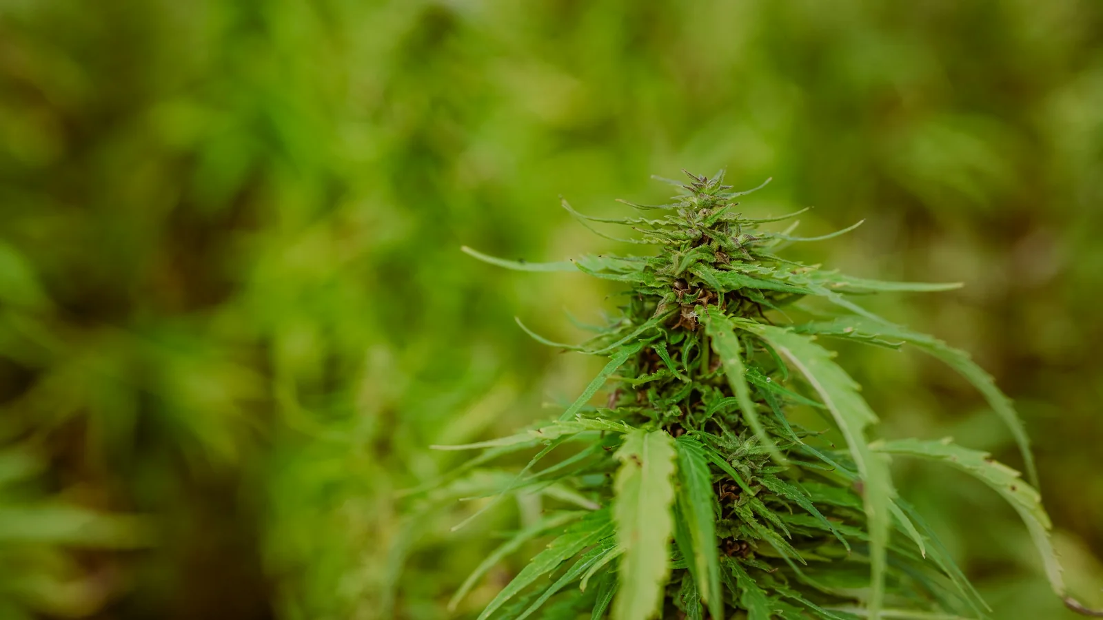 Effet d&rsquo;entourage : définition, origine et intérêt d&rsquo;associer CBD et CBC