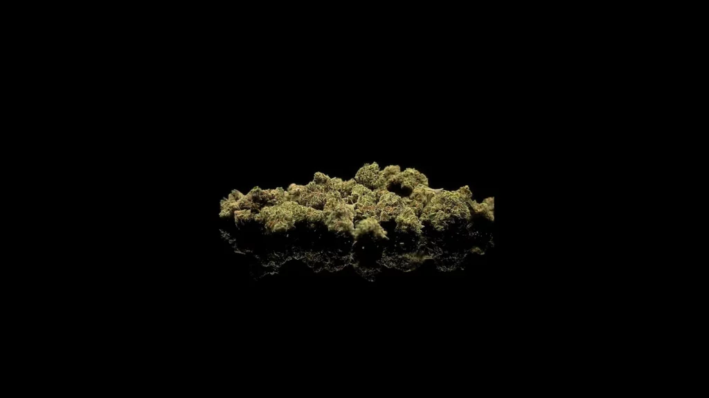 Mini Buds CBD : des petites têtes en sachet scellé, étiqueté avec la variété et le taux de THC